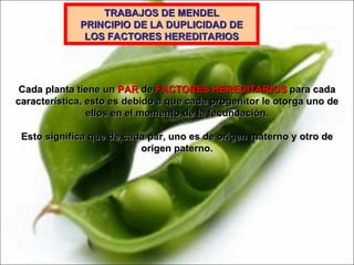 TRABAJOS DE MENDEL PRINCIPIO DE LA DUPLICIDAD DE LOS FACTORES HEREDITARIOS Cada planta tiene un  PAR  de  FACTORES HEREDITARIOS  para cada característica, esto es debido a que cada progenitor le otorga uno de ellos en el momento de la fecundación. Esto significa que de cada par, uno es de origen materno y otro de origen paterno. 