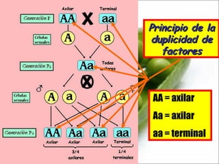 Principio de la duplicidad de factores AA = axilar Aa = axilar aa = terminal 