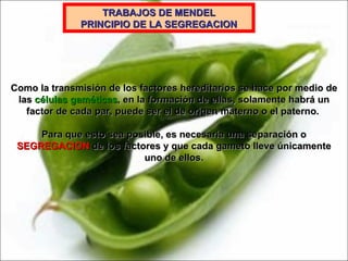TRABAJOS DE MENDEL PRINCIPIO DE LA SEGREGACION Como la transmisión de los factores hereditarios se hace por medio de las  células gaméticas , en la formación de ellas, solamente habrá un factor de cada par, puede ser el de origen materno o el paterno.  Para que esto sea posible, es necesaria una separación o  SEGREGACION  de los factores y que cada gameto lleve únicamente uno de ellos. 