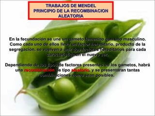 TRABAJOS DE MENDEL PRINCIPIO DE LA RECOMBINACION ALEATORIA En la fecundación se une un gameto femenino con uno masculino. Como cada uno de ellos lleva un factor hereditario, producto de la segregación, se vuelven a unir dos factores hereditarios para cada característica en el nuevo ser. Dependiendo de los tipos de factores presentes en los gametos, habrá una  recombinación  de tipo  aleatorio , y se presentaran tantas combinaciones como sean posibles.  