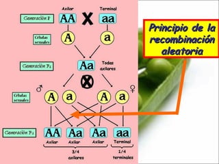 Principio de la recombinación aleatoria 