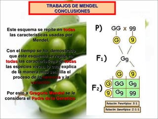 Este esquema se repite en  todas  las características usadas por Mendel. Con el tiempo se ha  demostrado que este esquema se repite en  todas  las características de  todas  las especies vivas, lo cual explica de la manera más sencilla el proceso de la  herencia  y la  variación . Por esto a  Gregorio Mendel  se le considera el  Padre de la Genetica .  TRABAJOS DE MENDEL CONCLUSIONES 
