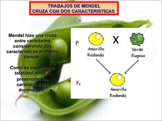 TRABAJOS DE MENDEL CRUZA CON DOS CARACTERISTICAS   Mendel hizo una cruza entre variedades considerando dos características al mismo tiempo.  Como se esperaba la totalidad de la  F 1   presentaba las características dominantes.  