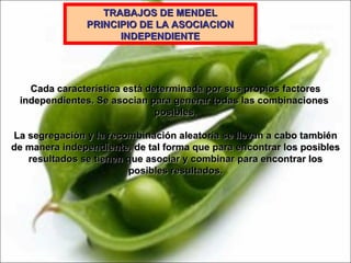 TRABAJOS DE MENDEL PRINCIPIO DE LA ASOCIACION INDEPENDIENTE Cada característica está determinada por sus propios factores independientes. Se asocian para generar todas las combinaciones  posibles. La segregación y la recombinación aleatoria se llevan a cabo también de manera independiente, de tal forma que para encontrar los posibles resultados se tienen que asociar y combinar para encontrar los posibles resultados. 