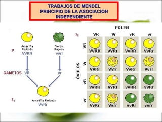 TRABAJOS DE MENDEL PRINCIPIO DE LA ASOCIACION INDEPENDIENTE 