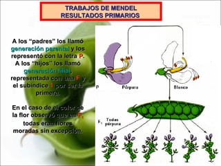 TRABAJOS DE MENDEL RESULTADOS PRIMARIOS   A los “padres” los llamó  generación parental  y los representó con la letra  P . A los “hijos” los llamó  generación filial , representada con una  F  y el subíndice  1  por ser la primera. En el caso de el color de la flor observó que en  F 1  todas eran flores moradas sin excepción. 