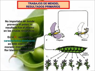No importaba de donde provenía el polen, el resultado fue el mismo en las cruzas recíprocas.  En la  F 1   apareció la  característica dominante , en este caso la flor morada; mientras que la flor blanca desaparecía.  TRABAJOS DE MENDEL RESULTADOS PRIMARIOS   