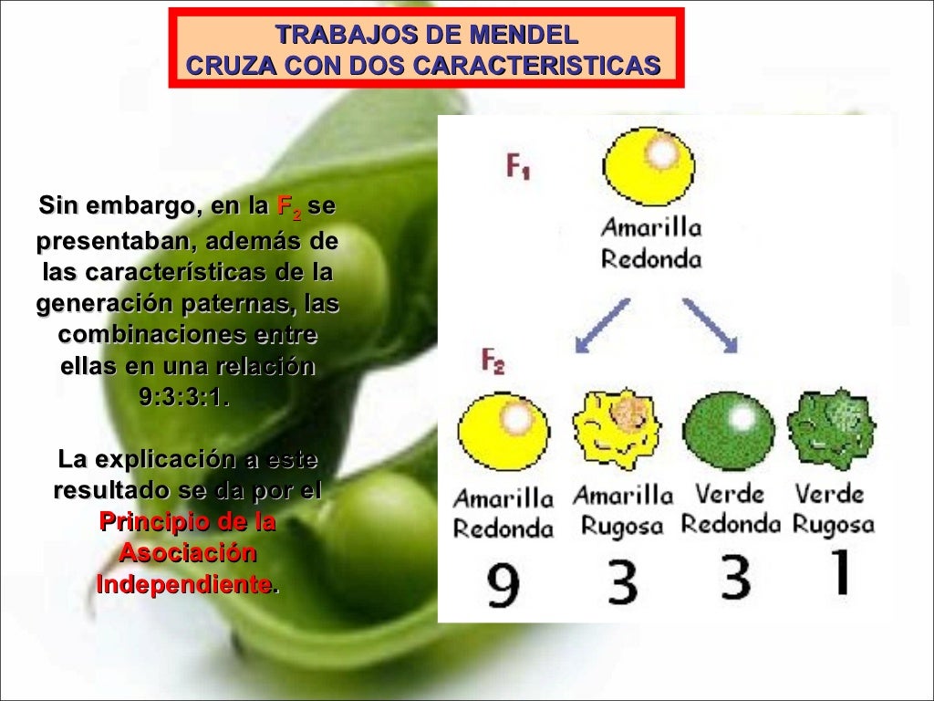 Que Importancia Tienen Los Trabajos De Mendel