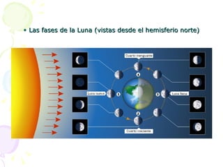 • Las fases de la Luna (vistas desde el hemisferio norte)
 