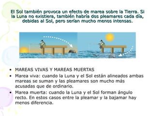 El Sol también provoca un efecto de marea sobre la Tierra. Si
la Luna no existiera, también habría dos pleamares cada día,
     debidas al Sol, pero serían mucho menos intensas.




• MAREAS VIVAS Y MAREAS MUERTAS
• Marea viva: cuando la Luna y el Sol están alineados ambas
  mareas se suman y las pleamares son mucho más
  acusadas que de ordinario.
• Marea muerta: cuando la Luna y el Sol forman ángulo
  recto. En estos casos entre la pleamar y la bajamar hay
  menos diferencia.
 