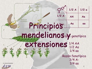 Tema 3: Principios mendelianos y extensiones 1 1/2 A 1/2 a 1/2 A AA Aa aa Aa 1/2 a Principios mendelianos y extensiones  Razón genotípica 1/4 AA 1/2 Aa 1/4 aa Razón fenotípica 3/4 A- 1/4 aa 
