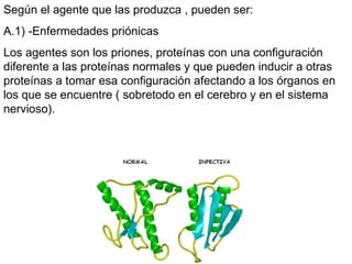 Según el agente que las produzca , pueden ser: A.1) -Enfermedades priónicas Los agentes son los priones, proteínas con una configuración diferente a las proteínas normales y que pueden inducir a otras proteínas a tomar esa configuración afectando a los órganos en los que se encuentre ( sobretodo en el cerebro y en el sistema nervioso). 
