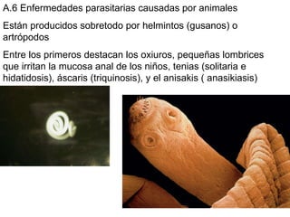 A.6 Enfermedades parasitarias causadas por animales Están producidos sobretodo por helmintos (gusanos) o artrópodos Entre los primeros destacan los oxiuros, pequeñas lombrices que irritan la mucosa anal de los niños, tenias (solitaria e hidatidosis), áscaris (triquinosis), y el anisakis ( anasikiasis) los   