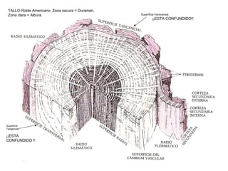 TALLO Roble Americano. Zona oscura = Duramen.
 Zona clara = Albura.                            Superficie transversal
                                                         ¡¡ESTA CONFUNDIDO!!




Superficie
Tangencial

¡¡ESTA
CONFUNDIDO !!
 