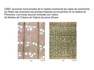 LEÑO: secciones transversales de la madera mostrando las capas de crecimiento
(a) Roble rojo americano las grandes tráqueas se encuentran en la madera de
Primavera. Las líneas oscuras verticales son radios.
(b) Madera del Tulipero de Virginia de poros difusos
 
