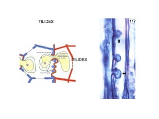 TILIDES




          TILIDES
 