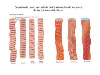 Depósito de pared secundaria en los elementos de los vasos
                de las tráqueas del xilema
 