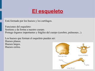 -  Cartílagos : Se encuentran protegiendo los huesos en las articulaciones y  