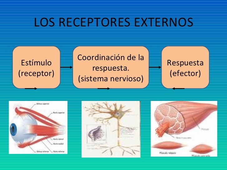 Unidades De Dolor Que Soporta El Cuerpo Humano
