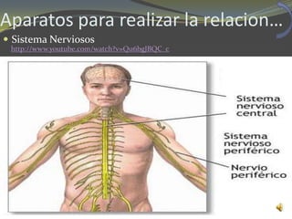 Aparatos para realizar la relacion…
 Sistema Nerviosos
 http://www.youtube.com/watch?v=Qu6bgJBQC_c
 