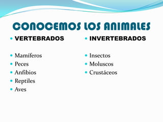 CONOCEMOS LOS ANIMALES
 VERTEBRADOS    INVERTEBRADOS


 Mamíferos      Insectos
 Peces          Moluscos
 Anfibios       Crustáceos
 Reptiles
 Aves
 