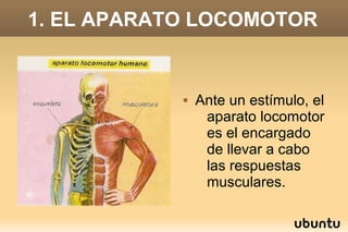 1. EL APARATO LOCOMOTOR


               Ante un estímulo, el
                 aparato locomotor
                 es el encargado
                 de llevar a cabo
                 las respuestas
                 musculares.
 