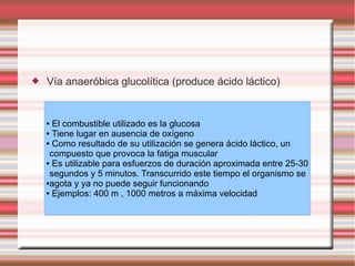    Vía anaeróbica glucolítica (produce ácido láctico)


    ● El combustible utilizado es la glucosa
    ● Tiene lugar en ausencia de oxígeno

    ● Como resultado de su utilización se genera ácido láctico, un

     compuesto que provoca la fatiga muscular
    ● Es utilizable para esfuerzos de duración aproximada entre 25-30

     segundos y 5 minutos. Transcurrido este tiempo el organismo se
    ●agota y ya no puede seguir funcionando

    ● Ejemplos: 400 m , 1000 metros a máxima velocidad
 
