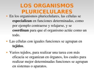 LOS ORGANISMOS
           PLURICELULARES
   En los organismos pluricelulares, las células se 
     especializan en funciones determinadas, como 
     por ejemplo contraerse y relajarse, y se 
     coordinan para que el organismo actúe como un 
     todo.
   Las células con iguales funciones se agrupan en 
     tejidos.
   Varios tejidos, para realizar una tarea con más 
     eficacia se organizan en órganos, los cuales para  
     realizar mejor determinadas funciones se agrupan 
     en sistemas o aparatos. 
 