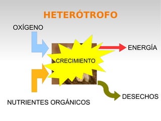 HETERÓTROFO
 OXÍGENO


                          ENERGÍA
           CRECIMIENTO




                         DESECHOS
NUTRIENTES ORGÁNICOS
 