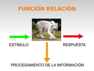FUNCIÓN RELACIÓN




ESTÍMULO              RESPUESTA




PROCESAMIENTO DE LA INFORMACIÓN
 