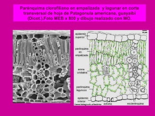 Parénquima clorofiliano en empalizada y lagunar en corte
transversal de hoja de Patagonula americana, guayaibí
(Dicot.).Foto MEB x 800 y dibujo realizado con MO.

 