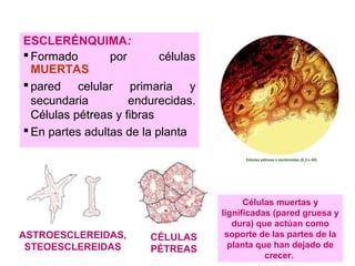 ESCLERÉNQUIMA:
 Formado
por
células
MUERTAS
 pared celular primaria y
secundaria
endurecidas.
Células pétreas y fibras
 En partes adultas de la planta

ASTROESCLEREIDAS,
STEOESCLEREIDAS

CÉLULAS
PÉTREAS

Células muertas y
lignificadas (pared gruesa y
dura) que actúan como
soporte de las partes de la
planta que han dejado de
crecer.

 