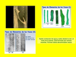Tejido conductor de agua y sales desde la raíz al
resto de la planta. está formado por células
muertas. Forman tubos denominados vasos.

 