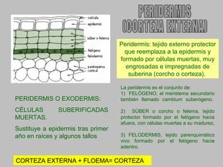 Peridermis: tejido externo protector
que reemplaza a la epidermis y
formado por células muertas, muy
engrosadas e impregnadas de
suberina (corcho o corteza).

PERIDERMIS O EXODERMIS:
CÉLULAS
MUERTAS.

SUBERIFICADAS

Sustituye a epidermis tras primer
año en raíces y algunos tallos

La peridermis es el conjunto de:
1) FELÓGENO, el meristema secundario
también llamado cambium suberógeno.
2) SÚBER o corcho o felema, tejido
protector formado por el felógeno hacia
afuera, con células muertas a su madurez,
3) FELODERMIS, tejido parenquimático
vivo formado por el felógeno hacia
adentro.

CORTEZA EXTERNA + FLOEMA= CORTEZA

 