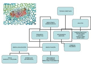 TEJIDOS VEGETALES

MERISTEMOS
(EMBRIONARIOS)

PRIMARIOS
(LONGITUD)

SEGÚN LOCALIZACIÓN

APICAL
(RADICAL Y CAULINAR)

INTERCALAR
(ENTRENUDOS)

ADULTOS

SECUNDARIOS
(GROSOR)

SEGÚN FUNCIÓN

•PROCAMBIUM
•PROTODERMIS
•MERISTEMO FUNDAMENTAL

•PARENQUIMÁTICOS
•PROTECTORES
•SOSTÉN
•CONDUCTORES
•SECRETORES

•CÁMBIUM
•FELÓGENO

 