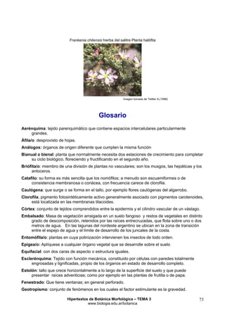 Frankenia chilensis hierba del salitre Planta halófita

Imagen tomada de Teillier A.(1998)

Glosario
Aerénquima: tejido parenquimático que contiene espacios intercelulares particularmente
grandes.
Áfila/o: desprovisto de hojas.
Análogos: órganos de origen diferente que cumplen la misma función
Bianual o bienal: planta que normalmente necesita dos estaciones de crecimiento para completar
su ciclo biológico, floreciendo y fructificando en el segundo año.
Briófita/o: miembro de una división de plantas no vasculares; son los musgos, las hepáticas y los
antoceros.
Catafilo: su forma es más sencilla que los nomófilos; a menudo son escuamiformes o de
consistencia membranosa o coriácea, con frecuencia carece de clorofila.
Caulógena: que surge o se forma en el tallo, por ejemplo flores caulógenas del algarrobo.
Clorofila, pigmento fotosintéticamente activo generalmente asociado con pigmentos carotenoides,
está localizada en las membranas tilacoides.
Córtex: conjunto de tejidos comprendidos entre la epidermis y el cilindro vascular de un vástago.
Embalsado: Masa de vegetación arraigada en un suelo fangoso y restos de vegetales en distinto
grado de descomposición, retenidos por las raíces entrecruzadas, que flota sobre uno o dos
metros de agua. En las lagunas del nordeste argentino se ubican en la zona de transición
entre el espejo de agua y el límite de desarrollo de los juncales de la costa.
Entomófila/o: plantas en cuya polinización intervienen los insectos de todo orden.
Epígea/o: Aplíquese a cualquier órgano vegetal que se desarrolle sobre el suelo
Equifacial: con dos caras de aspecto o estructura iguales.
Esclerénquima: Tejido con función mecánica, constituido por células con paredes totalmente
engrosadas y lignificadas, propio de los órganos en estado de desarrollo completo.
Estolón: tallo que crece horizontalmente a lo largo de la superficie del suelo y que puede
presentar raíces adventicias; como por ejemplo en las plantas de frutilla o de papa.
Fenestrado: Que tiene ventanas; en general perforado.
Geotropismo: conjunto de fenómenos en los cuales el factor estimulante es la gravedad.
Hipertextos de Botánica Morfológica – TEMA 3
www.biologia.edu.ar/botanica

73

 