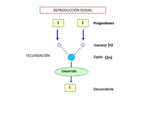 (n)
(2n)FECUNDACIÓN
REPRODUCCIÓN SEXUAL
 