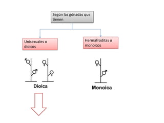 Unisexuales o
dioicos
Hermafroditas o
monoicos
Según las gónadas que
tienen
 