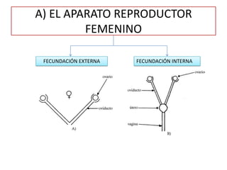 A) EL APARATO REPRODUCTOR
FEMENINO
FECUNDACIÓN EXTERNA FECUNDACIÓN INTERNA
 