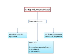 La reproducción asexual
Se caracteriza por
Interviene un solo
organismo
Los descendientes son
idénticos al progenitor
Se da en :
1.-organismos uncicelulares.
2.-En plantas
3.-En animales
 
