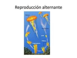 Reproducción alternante
 