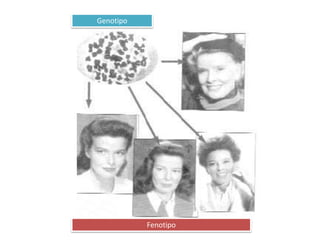 Genotipo
Fenotipo
 