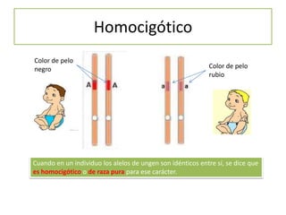 Homocigótico
Color de pelo
negro Color de pelo
rubio
Cuando en un individuo los alelos de ungen son idénticos entre sí, se dice que
es homocigótico o de raza pura para ese carácter.
 