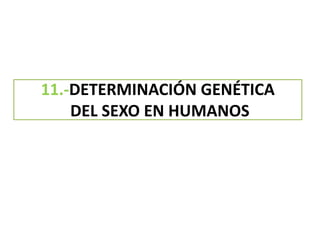 11.-DETERMINACIÓN GENÉTICA
DEL SEXO EN HUMANOS
 