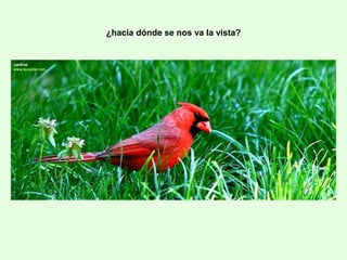 ¿hacia dónde se nos va la vista?
 