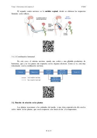 Tema 1. Estructura de la materia I 2º ESO
10 de 19
El segundo centro nervioso es la médula espinal, donde se elaboran las respuestas
llamadas actos reflejos.
3.1.2. Coordinación hormonal
En este caso, el sistema nervioso manda una orden a una glándula productora de
hormonas, que a su vez genera una respuesta en los órganos efectores. Como se ve, está muy
relacionada con la coordinación nerviosa.
3.2. Función de relación en las plantas
Las plantas reaccionan a los estímulos del medio, y una clara expresión de ello son los
ciclos vitales de las plantas, que son la respuesta a las horas de luz y la temperatura:
 