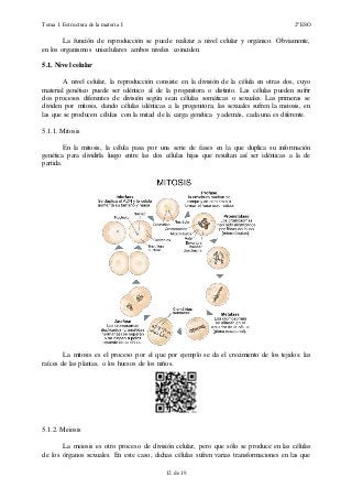 Tema 1. Estructura de la materia I 2º ESO
12 de 19
La función de reproducción se puede realizar a nivel celular y orgánico. Obviamente,
en los organismos unicelulares ambos niveles coinciden.
5.1. Nivel celular
A nivel celular, la reproducción consiste en la división de la célula en otras dos, cuyo
material genético puede ser idéntico al de la progenitora o distinto. Las células pueden sufrir
dos procesos diferentes de división según sean células somáticas o sexuales. Las primeras se
dividen por mitosis, dando células idénticas a la progenitora; las sexuales sufren la meiosis, en
las que se producen células con la mitad de la carga genética y además, cada una es diferente.
5.1.1. Mitosis
En la mitosis, la célula pasa por una serie de fases en la que duplica su información
genética para dividirla luego entre las dos células hijas que resultan así ser idénticas a la de
partida.
La mitosis es el proceso por el que por ejemplo se da el crecimiento de los tejidos: las
raíces de las plantas, o los huesos de los niños.
5.1.2. Meiosis
La meiosis es otro proceso de división celular, pero que sólo se produce en las células
de los órganos sexuales. En este caso, dichas células sufren varias transformaciones en las que
 