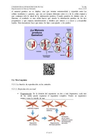 COLEGIO DE SAN FRANCISCO DE PAULA Sevilla
Departamento de Ciencias Naturales Curso 14-15
13 de 19
el material genético no se duplica, sino que termina entremezclado y repartido entre las
células resultantes o gametos, que son así siempre diferentes entre sí y de la célula original y
que contienen sólo la mitad de la información genética. Cuando gametos de distinto sexo se
fusionan, el resultado es una célula huevo que mezcla la información genética de los dos
progenitores y que empieza inmediatamente a dividirse por mitosis y a crecer y a desarrollar
tejidos. Este mecanismo hace que nunca los hijos sean iguales a los padres.
5.2. Nivel orgánico
5.2.1. La función de reproducción en los animales
5.2.1.1. Reproducción asexual
 Fragmentación. Es la división del organismo en dos o más fragmentos, cada uno
de los cuáles puede regenerar el organismo completo. Ocurre en organismos
simpes como la estrella de mar.
 