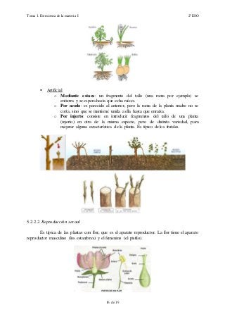 Tema 1. Estructura de la materia I 2º ESO
16 de 19
 Artificial
o Mediante estaca: un fragmento del tallo (una rama por ejemplo) se
entierra y se espera hasta que echa raíces.
o Por acodo: es parecido al anterior, pero la rama de la planta madre no se
corta, sino que se mantiene unida a ella hasta que enraíza.
o Por injerto: consiste en introducir fragmentos del tallo de una planta
(injerto) en otra de la misma especie, pero de distinta variedad, para
mejorar alguna característica de la planta. Es típico de los frutales.
5.2.2.2. Reproducción sexual
Es típica de las plantas con flor, que es el aparato reproductor. La flor tiene el aparato
reproductor masculino (los estambres) y el femenino (el pistilo).
 