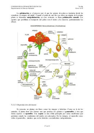 COLEGIO DE SAN FRANCISCO DE PAULA Sevilla
Departamento de Ciencias Naturales Curso 14-15
17 de 19
La polinización es el proceso por el que los granos de polen se trasladan desde los
estambres al estigma del pistilo. Cuando el polen de una flor cae sobre un estigma de la propia
planta se denomina autopolinización, en caso contrario, se llama polinización cruzada. Los
agentes que posibilitan el transporte del polen son el viento y los insectos, particularmente las
abejas.
5.2.2.3. Reproducción alternante
Se presenta en plantas sin flores como los musgos y helechos. Como en la de los
animales, la planta tiene dos formas: una que produce los gametos o gametofito, y otra que
forma esporas o esporofito. Una espora es una célula protegida por varias membranas que
germinan cunado las condiciones del medio son adecuadas. En los musgos, el esporofito crece
sobre el gametofito, mientras que en los helechos son individuos independientes.
 
